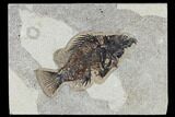 Bargain, Fossil Fish (Cockerellites) - Green River Formation #113884-1